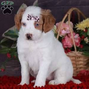 SERENITY, Mini Golden Mountain Doodle Puppy